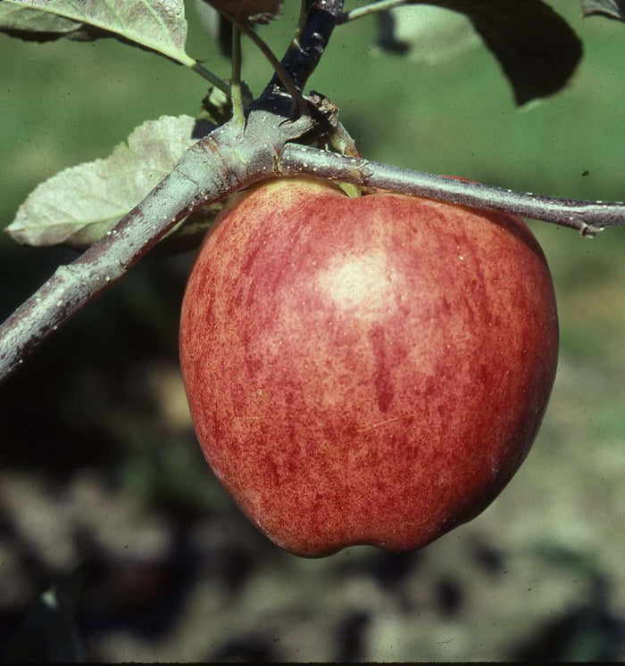 Sunrise Apple - Raintree Nursery