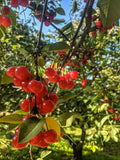 Surefire Pie Cherry - Raintree Nursery