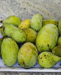 Susquehanna® Paw Paw - Raintree Nursery