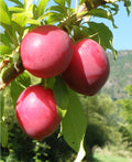 Sweet Treat Pluerry - Raintree Nursery