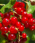 Tatran Red Currant - Raintree Nursery