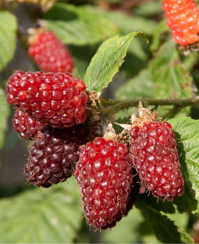 Tayberry - Raintree Nursery