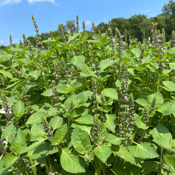 Tea Garden Mix