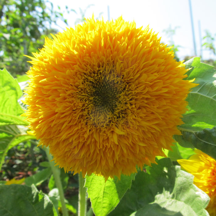 Teddy Bear Sunflower Seedlings