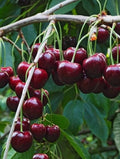 Tehranivee Cherry - Raintree Nursery