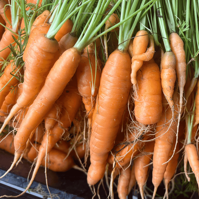 Tendersweet Carrot