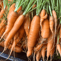 Tendersweet Carrot