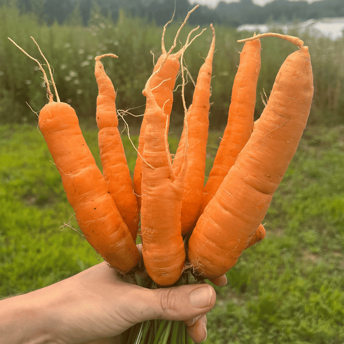 Tendersweet Carrot