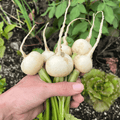 Tennouji Kabura Turnip