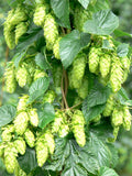 Tettnang Hops - Raintree Nursery