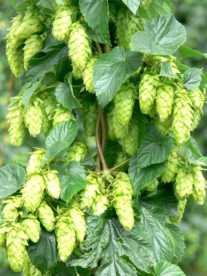 Tettnang Hops - Raintree Nursery