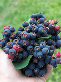 Thiessen Serviceberry - Raintree Nursery