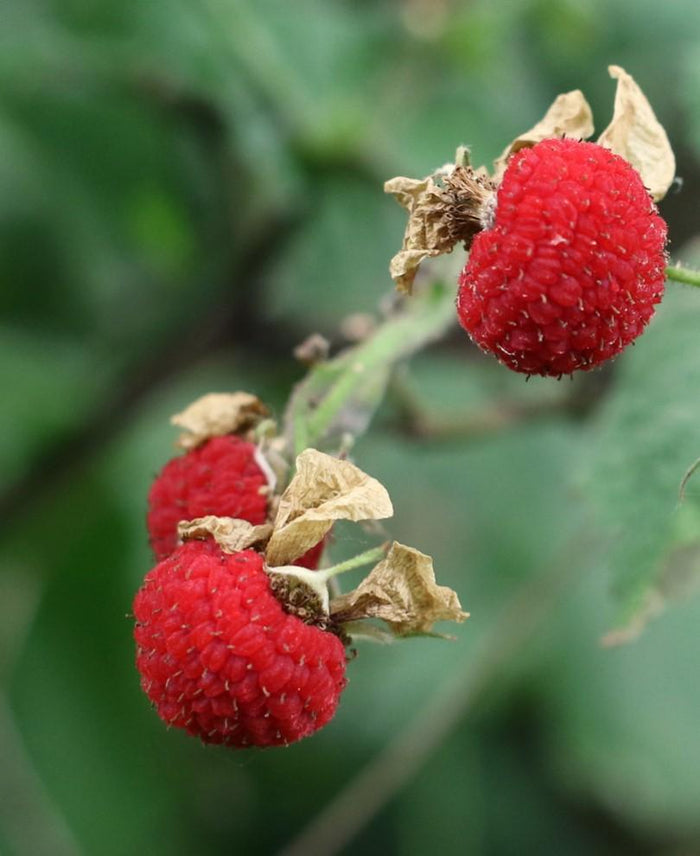 Thimbleberry - Raintree Nursery