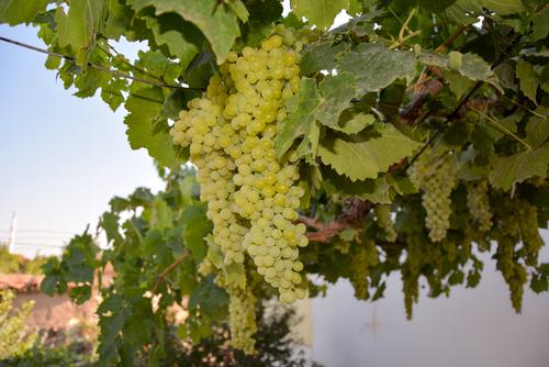 Thompsons Seedless Grape - Raintree Nursery