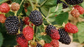 Thunderhead Blackberry
