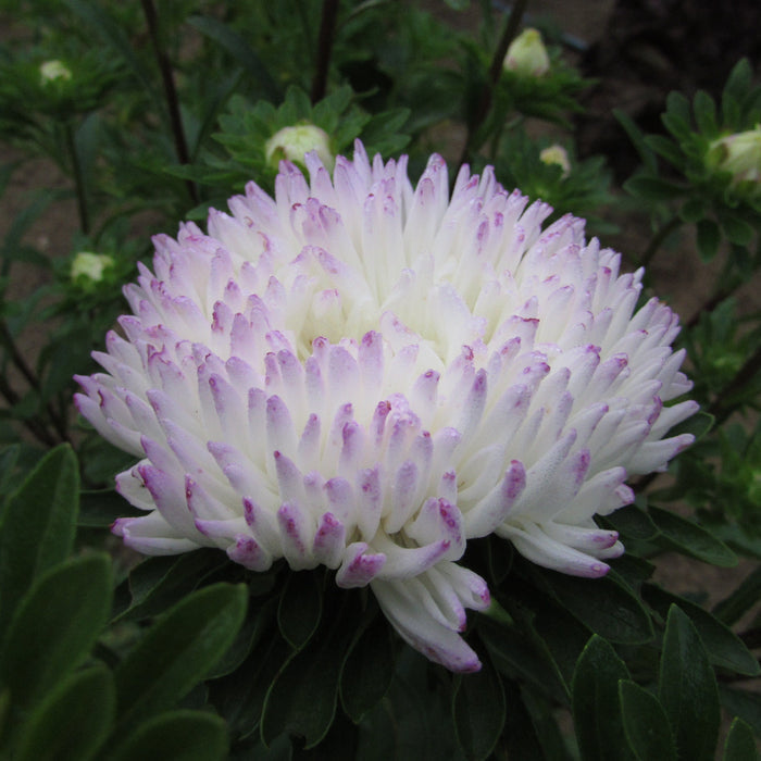 Tiger Paw Aster