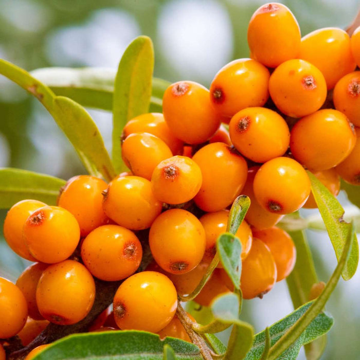Titan™ Seaberry - Raintree Nursery