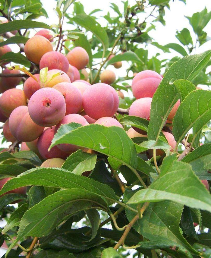 Toka Asian Plum - Raintree Nursery