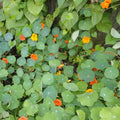 Trailing Nasturtium Seedlings