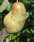 Tsu Li Asian Pear - Raintree Nursery