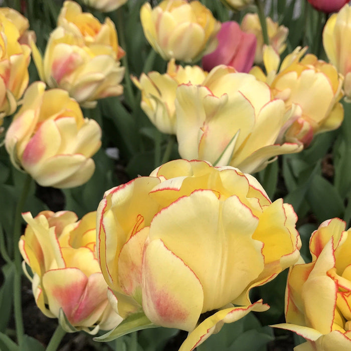 Tulip "Akebono" vendor-unknown
