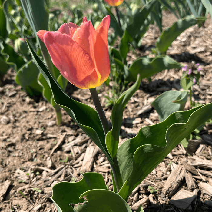 Tulip 'All Season Pink Mix'