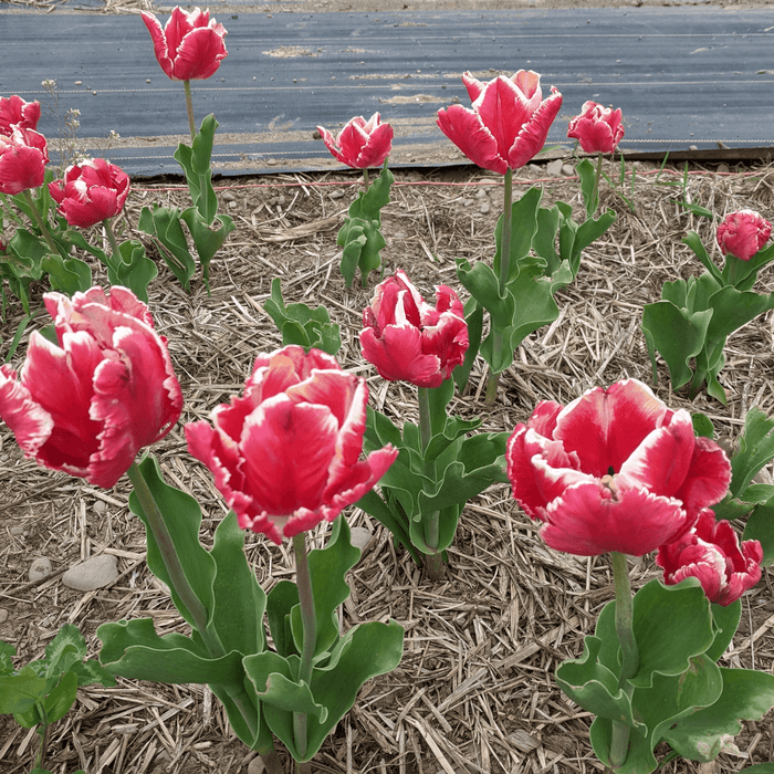 Tulip 'Amazing Parrot'