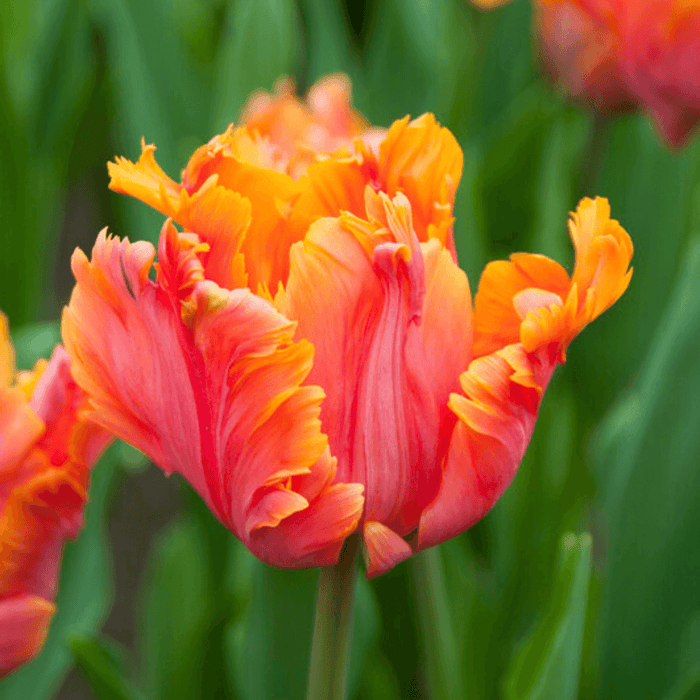 Tulip 'Avignon Parrot'