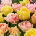 Tulip 'Double Pastel Mix'