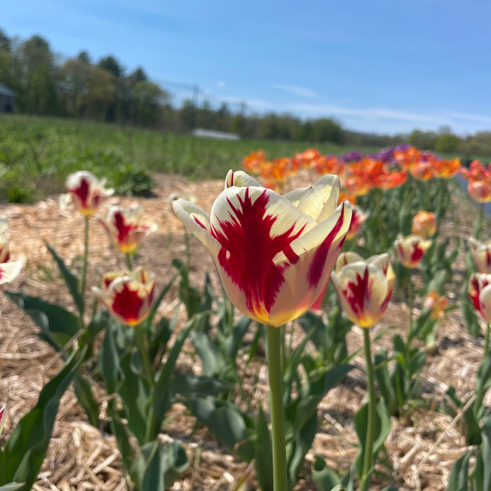 Tulip 'Grand Perfection'