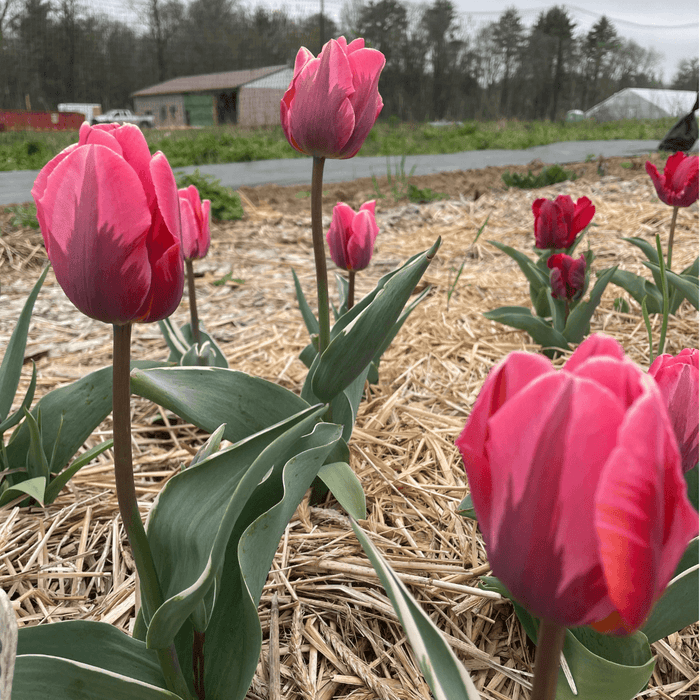 Tulip 'Pretty Princess'