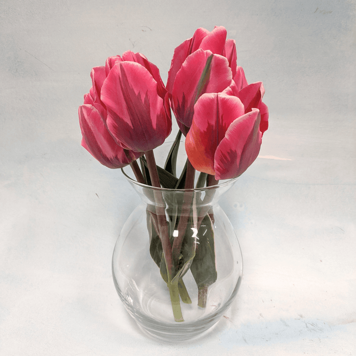 Tulip 'Pretty Princess'