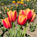 Tulip 'World Peace'