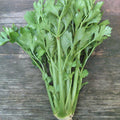 Utah Tall Celery Seedlings
