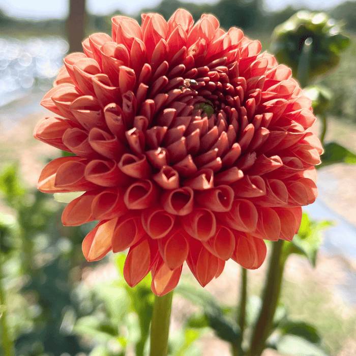 Valley Rust Bucket Dahlia Tuber