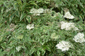 Variegated Elderberry-Berries-Raintree Prop-