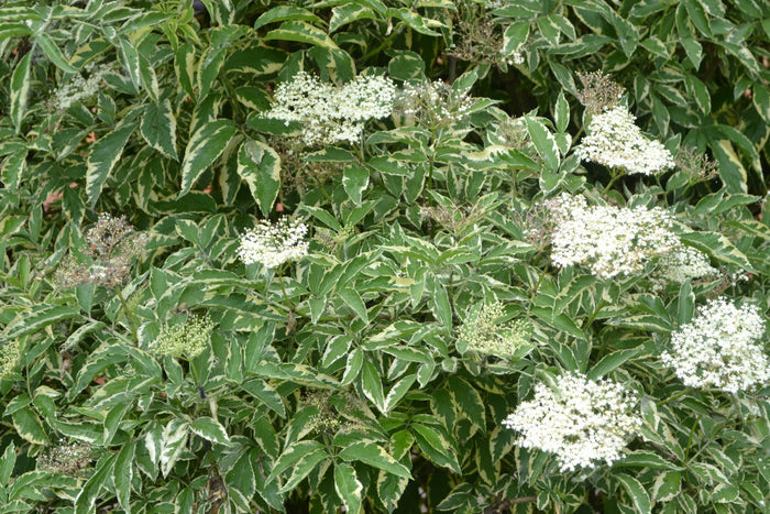 Variegated Elderberry-Berries-Raintree Prop-