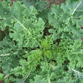 Vates Blue Curled Kale Seedlings
