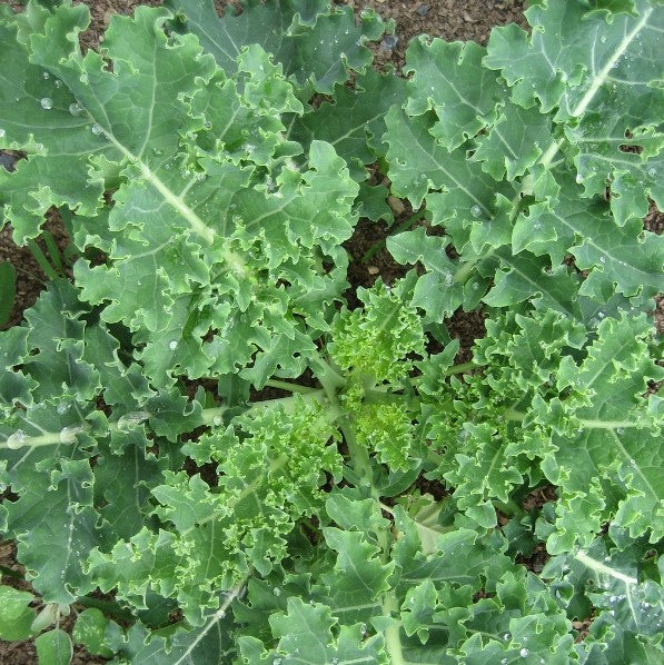 Vates Blue Curled Kale Seedlings
