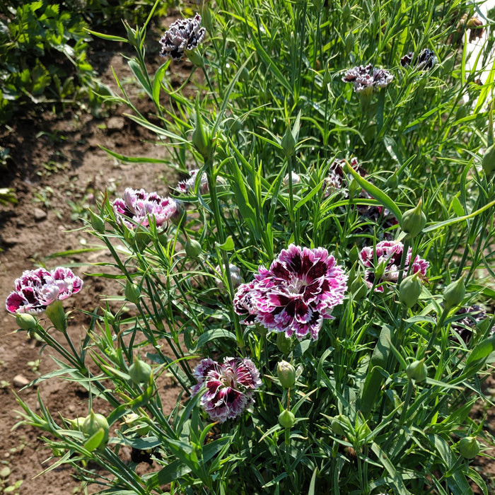 Velvet n Lace Dianthus vendor-unknown