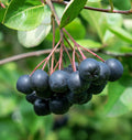 Viking Aronia - Raintree Nursery