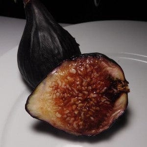 Violette de Bordeaux Fig (Negronne) - Raintree Nursery