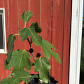 Violette de Bordeaux Fig Tree