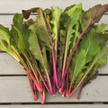 Vivid Choi Seedlings