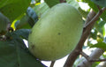 Wabash® Paw Paw - Raintree Nursery