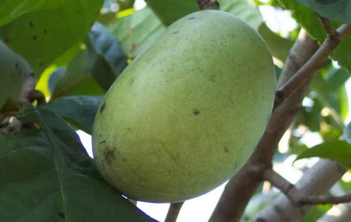 Wabash® Paw Paw - Raintree Nursery