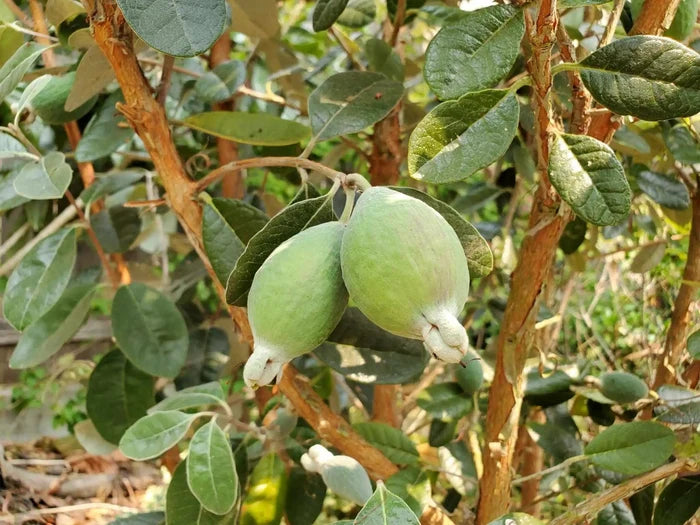 Waingaro™ Guava-Fruit Trees-North Woods-1 Gallon Pot-