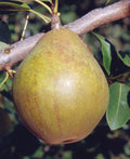 Warren European Pear - Raintree Nursery