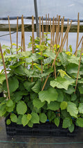 Wepster Filbert Hazelnut - Raintree Nursery