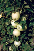 White Icicle™ Columnar Apple-Fruit Trees-North Woods-1 Gallon Pot-